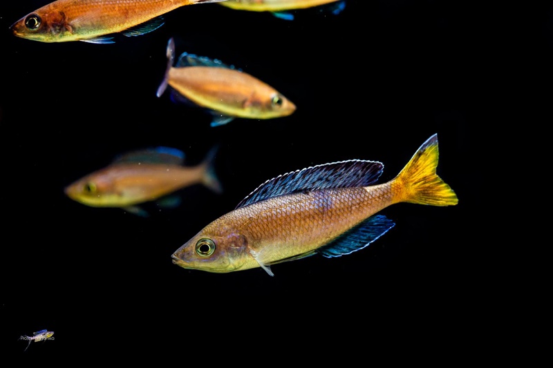 Cyprichromis sp. 'brilliant jumbo' Kitumba